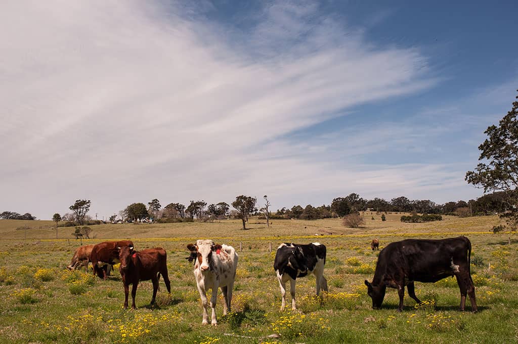 Long Term Stocking Rates and Pasture Plans